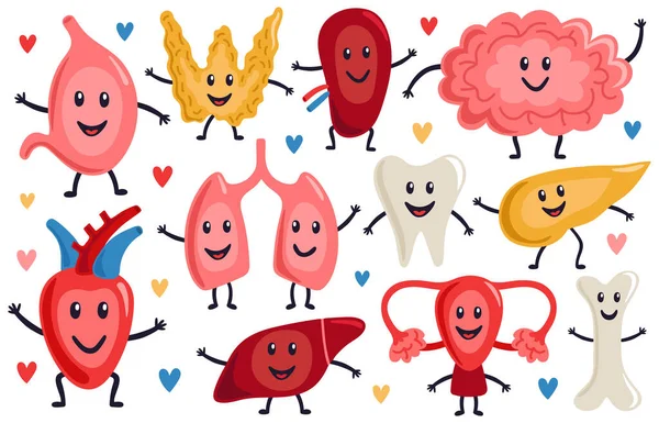 Lindos órganos internos. Saludable corazón divertido, estómago, pulmones y cerebro, medicina órganos humanos personajes, vector biológico conjunto de ilustración — Vector de stock