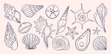 Deniz kabukları. Deniz yıldızı, istiridye, istiridye, istiridye, sarmal ve kabuklu deniz kabuğu koleksiyonu. Okyanus sahili deniz kabuğu ana hatları, yaz kıyı doğa elementleri ve deniz yaşam vektörü seti.
