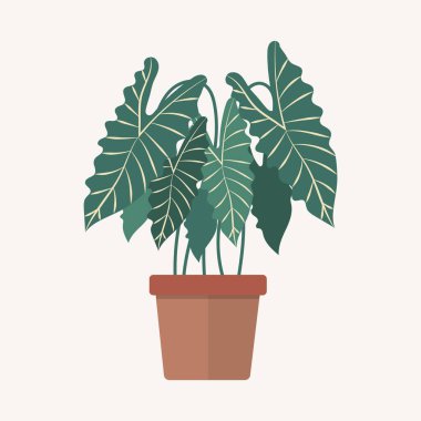 Saksıda ev bitkisi. Tropik bitki