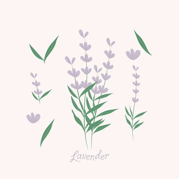 Éléments de fleurs de lavande. herbes de lavande — Image vectorielle