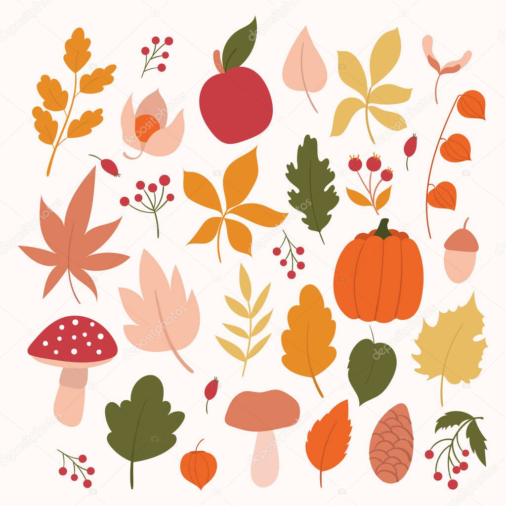 Set of autumn elements.Autumn leaves, mushroom, beries, pumpkin and apple. Hand drawn autumn leaves