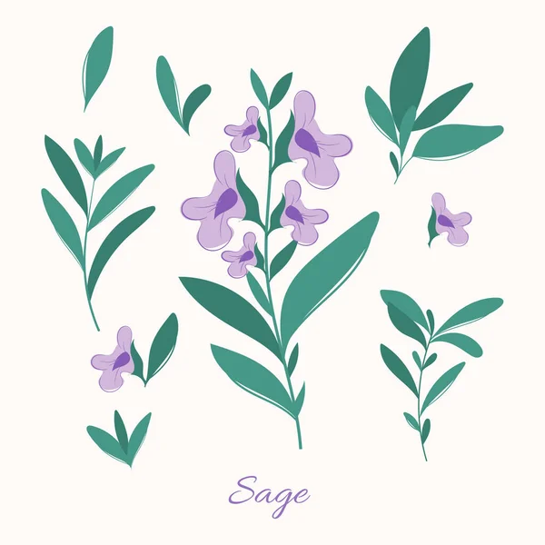 Herbes Sauge Feuilles Fleurs Illustration Sauge Fleurie — Image vectorielle