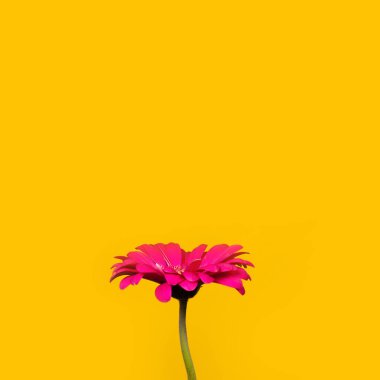 Stüdyonun sarı arka planında tek pembe Gerbera Daisy çiçeği. Minimum canlı çiçek pankartı konsepti. Metin için kopyalama alanı olan kare fotoğraf