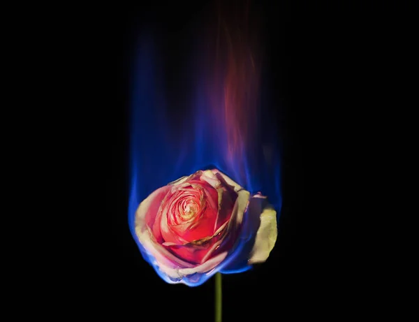 Burning Flower, Flower on fire. pink rose in flame over black background with blue blaze. Creative unusual unrequited love romantic or sadness concept.