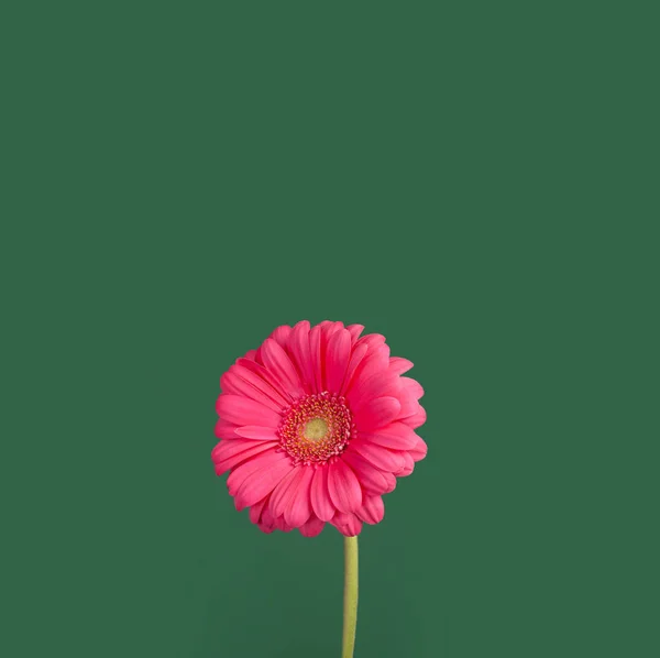 Single pink Gerbera Daisy flower over trendy studio green background. Minimal vivid floral banner concept. Square photo with copy space for text