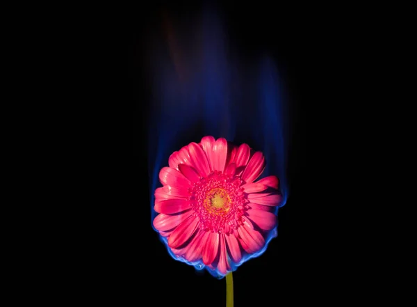 Flor Chamas Flor Chamas Rosa Gerbera Daisy Chamas Sobre Fundo — Fotografia de Stock