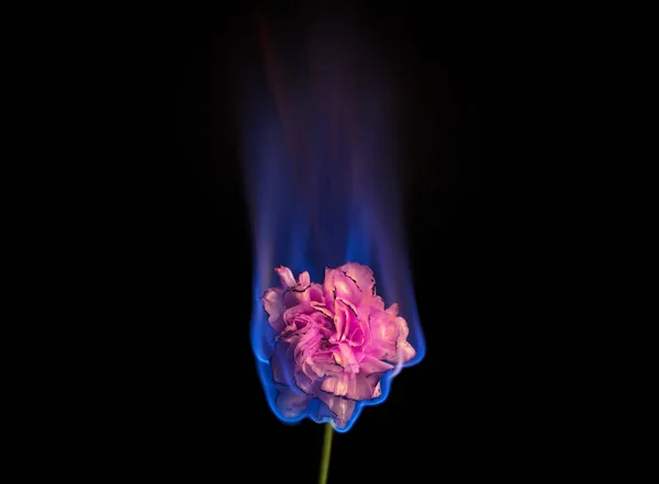 Queimar Flores Arder Flor Cravo Rosa Chamas Sobre Fundo Preto — Fotografia de Stock