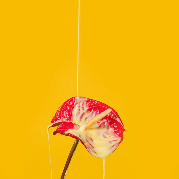 Única Flor Exótica Anthurium Vermelho Sobre Fundo Estúdio Amarelo Desenho — Fotografia de Stock