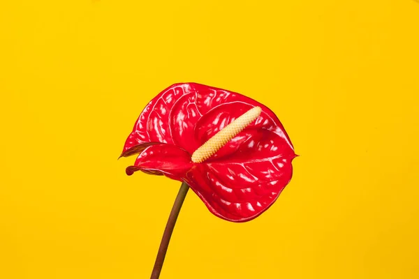 Única Flor Exótica Anthurium Vermelho Sobre Fundo Estúdio Amarelo Design — Fotografia de Stock