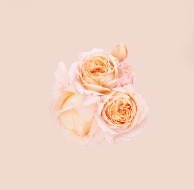 Pastel pembe gül rengi buketi izole edilmiş bej üzerinde. Doğa çiçek tomurcukları. Kare minimum kompozisyon, ürün tanıtımı veya metin için güzellik arka planı. Romantik, uçan çiçek, düz bir stüdyo çekimi.. 