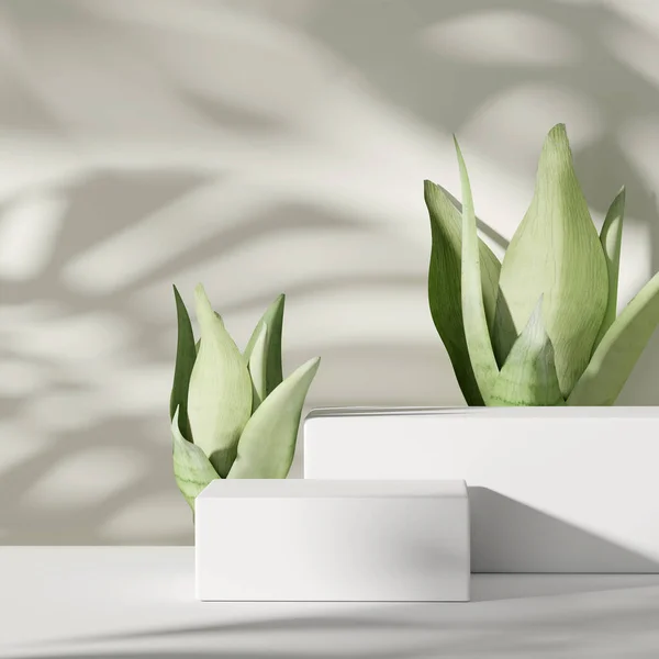 Background Podium Pedestal Green Plant White Monstera Palm Shadow Beauty — Stock Photo, Image
