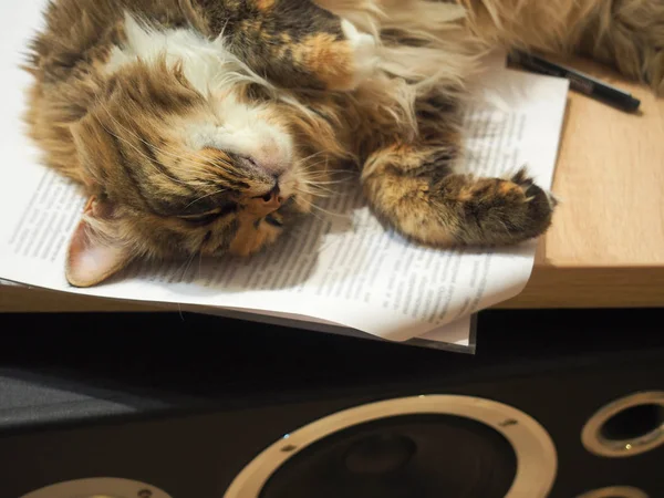 Cute fluffy cat sleeps on top on a stack of documents. Soft focus