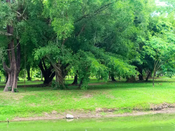 Летний Пейзаж Старыми Деревьями Водой Пейзаж Тропическом Парке Старыми Деревьями — стоковое фото