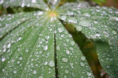 Sonbaharda yağmur damlalarıyla yeşil yapraklar