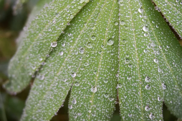 Зеленые листья с каплями дождя осенью — стоковое фото