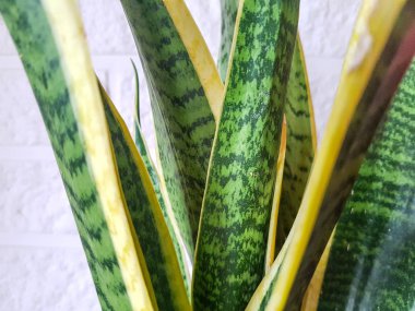 Bir demlikte yeşil-sarı yapraklı (Sansevieria trifasciata) ev bitkisi