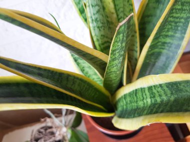Bir demlikte yeşil-sarı yapraklı (Sansevieria trifasciata) ev bitkisi