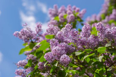 Bahçede çiçek açan leylaklar. Mavi gökyüzü ve beyaz bulutlar.