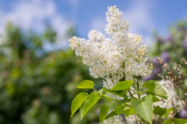 Yaz mevsiminde Çilek Ağacı Çiçeği