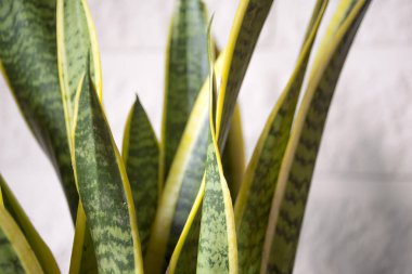 Yeşil-sarı yapraklı (Sansevieria trifasciata) ev bitkisi.