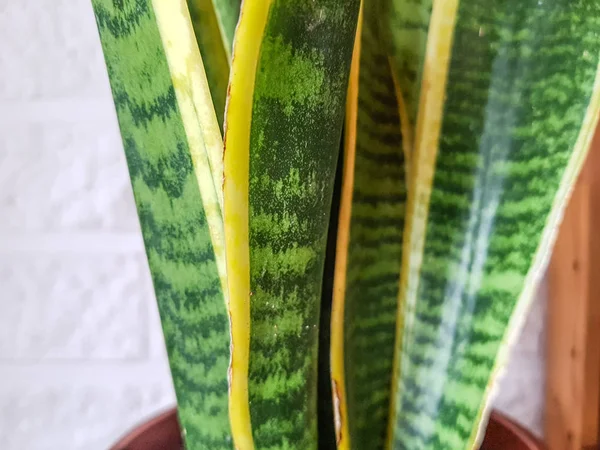 Domovní rostlina se zelenožlutými listy (Sansevieria trifasciata) na květináči — Stock fotografie