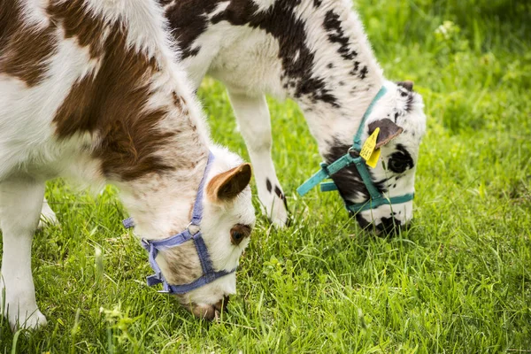 Vacas em um campo de verão verde — Fotografia de Stock