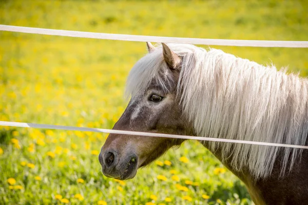 Horse on a field — Stock Photo, Image