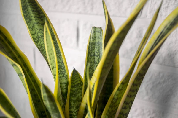 Plante Intérieur Aux Feuilles Vert Jaune Sansevieria Trifasciata Sur Pot — Photo