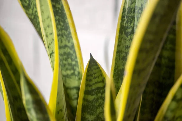 Plante Intérieur Aux Feuilles Vert Jaune Sansevieria Trifasciata Sur Pot — Photo