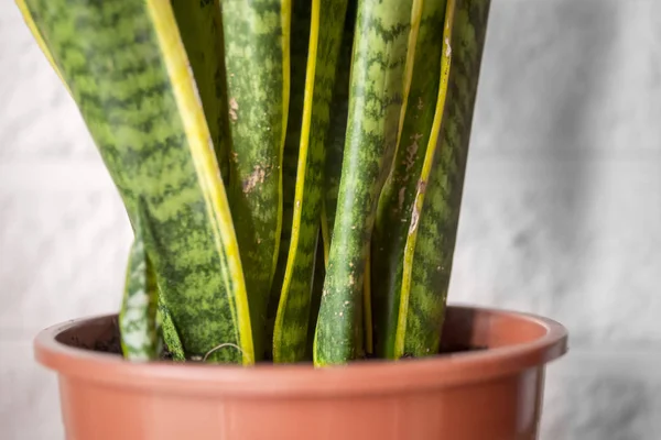 House Plant Green Yellow Leaves Sansevieria Trifasciata Pot Desaturated Background — Stock Photo, Image