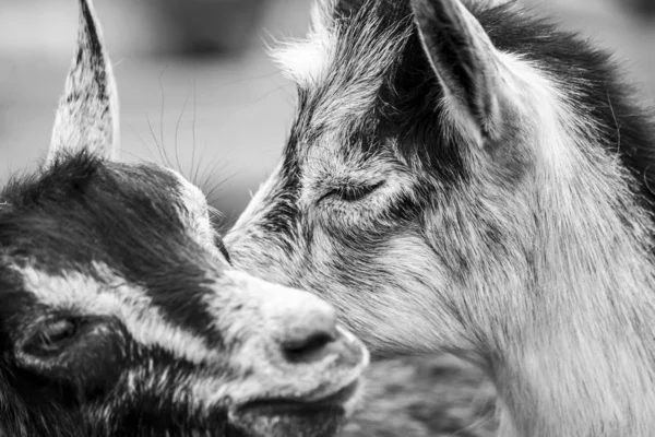 Momento delle capre in bianco e nero — Foto Stock