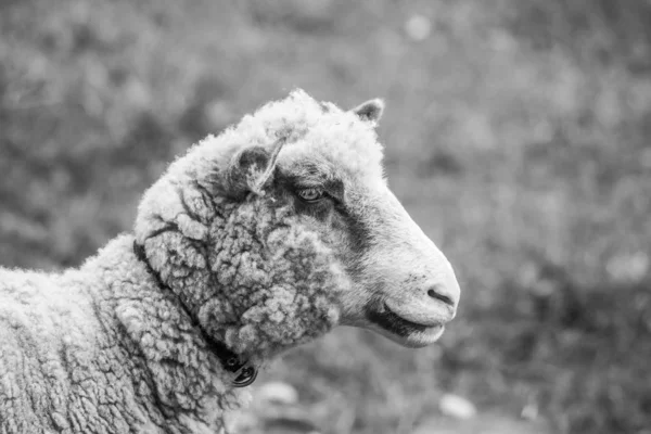 子羊の沈黙黒と白 — ストック写真