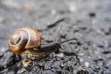 Salyangoz dokunaçlar, makro