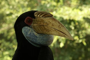  Tayland 'da büyük bir Toucan