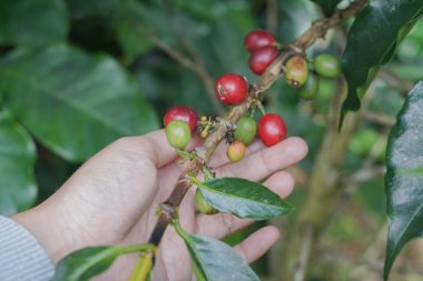 Kahve meyveleri fasulye el ile kahve ağacı üzerinde.