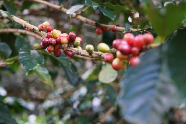Kahve meyveleri fasulye kahve ağacı üzerinde.