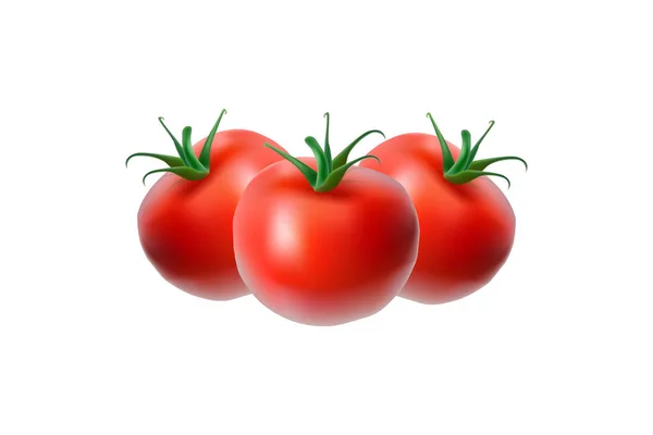 Fresh Healthy Tomatoes Vector — 图库照片