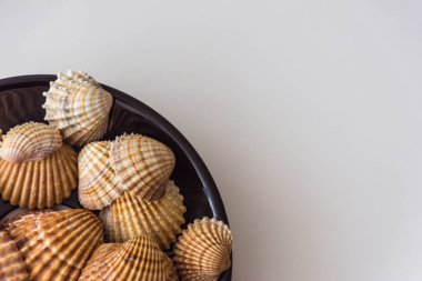 Dekorasyon için kabuklu deniz ürünleri