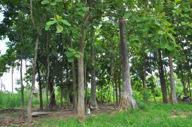 Kentsel alanlara yakın ekonomik ormancılık