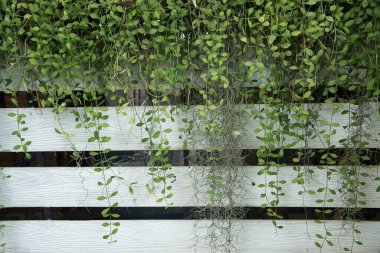 Beyaz çitleri süsleyen bitkiler