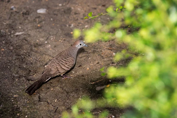 Ptaki Żerujące Obok Krzaka Parku — Zdjęcie stockowe