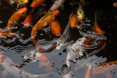 Göletteki güzel balık