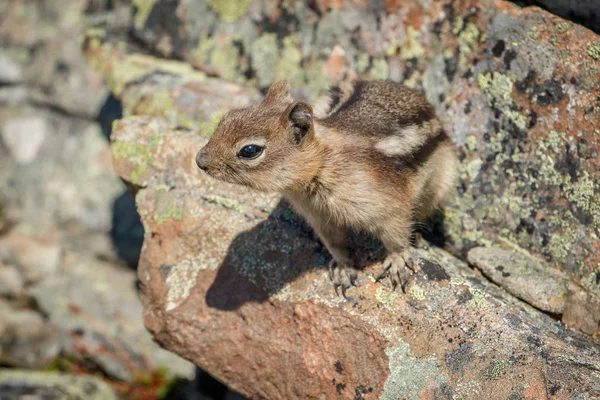 Linda Ardilla Rocas Canadienses Vida Silvestre Montañas Canadienses Animales Curiosos — Foto de Stock