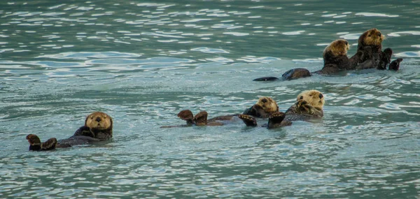 Sea otters near Seward in Prince William Sound, Alaska, marine wildlife, marine wild otters, group of otters looking curiously at us