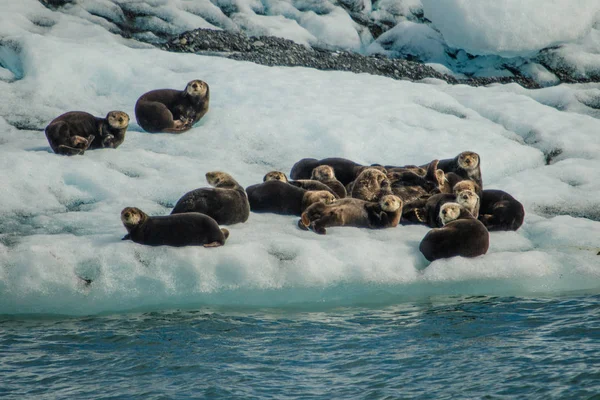 Zeeotters Rustend Pakijs Prince William Sound Alaska Wildlife Van Seward — Stockfoto