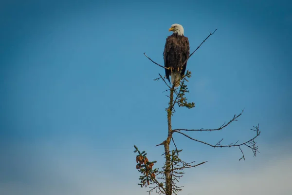 Bald Eagle Sitting Tree Looking Prey Alaskan Bald Eagle — Stock Photo, Image