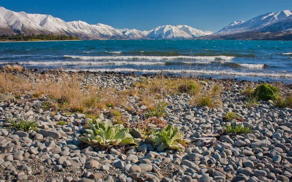 Прекрасное Бирюзовое Озеро Текапо Новой Зеландии Голубая Ледниковая Вода Снежные — стоковое фото