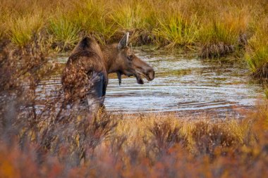 Genç geyik kafasını denali Milli Parkı, Alaska yaban hayatı, benzersiz Alaskan deneyim Alaska, kincaid city forest park için yapılan Anchorage, driping su ile