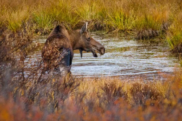 年轻驼鹿与 Driping 水从他的头在阿拉斯加 金凯城市森林公园在安克雷奇 德纳国家公园 阿拉斯加野生动物 独特的阿拉斯加经验 — 图库照片