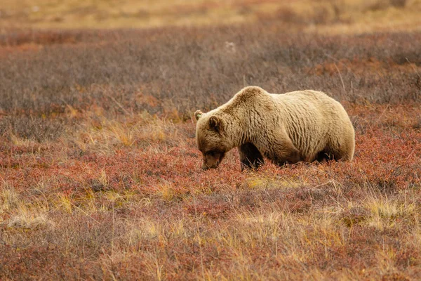 阿拉斯加野生动物之峰国家公园阿拉斯加苔原中的灰熊 — 图库照片